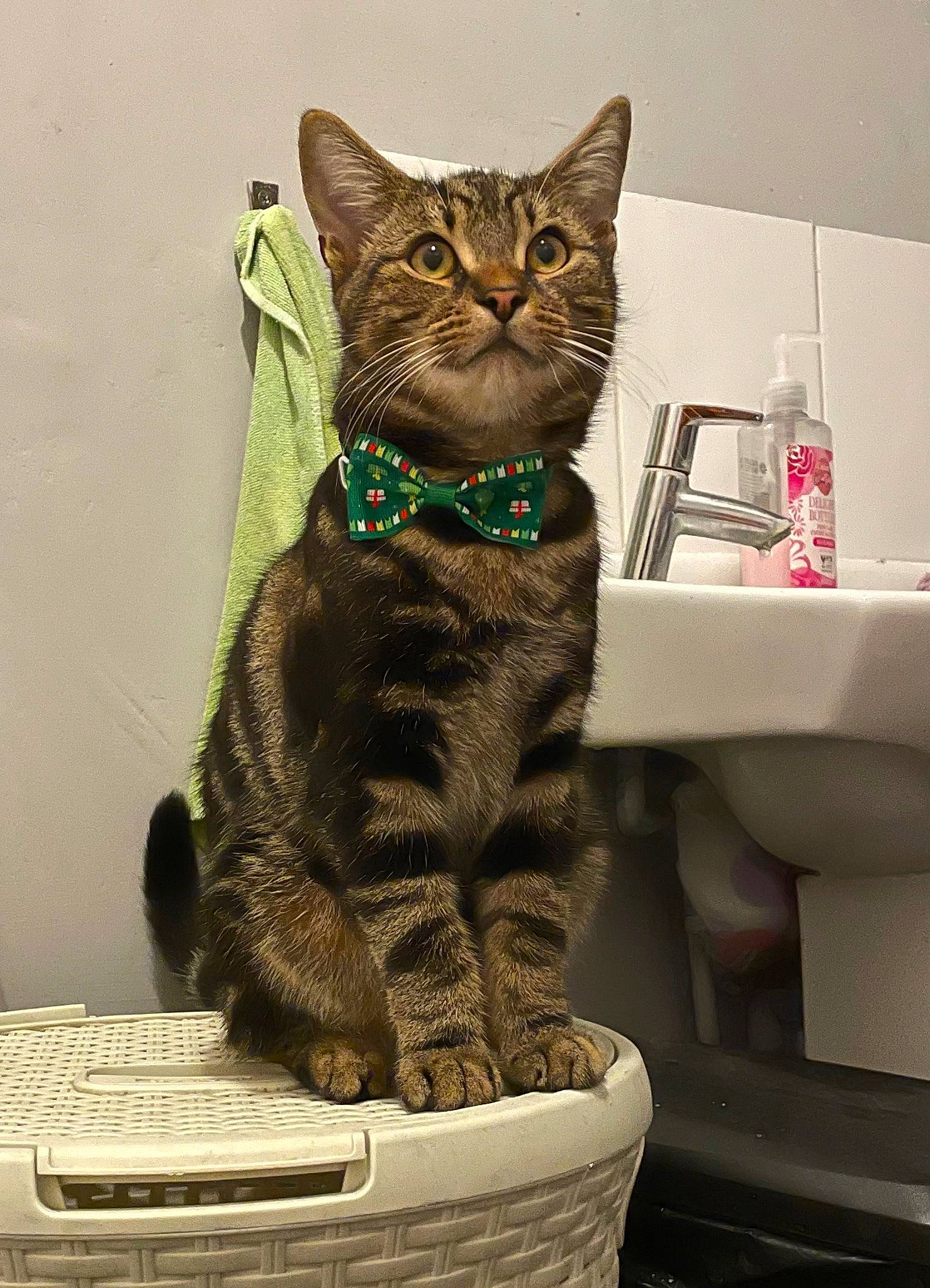 Jeremy joined the competition — help win amazing prizes! art, black_cat, bottle, carnivore, cat, collar, domestic_short_haired_cat, fawn, felidae, fur, paw, pet_supply, sculpture, sitting, small_to_medium_sized_cats, snout, tail, tap, whiskers