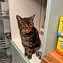 cat, tabby, pet, animal, indoor, kitchen, counter, furniture, pantry, box, food, shelf, striped, domestic, cute, feline, whiskers, ears, sitting, looking