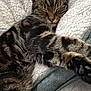 cat, tabby, sleeping, paws, blanket, cozy, feline, fur, striped, resting, indoor, cute, pet, relaxation, soft, comfort, animal, whiskers, closeup, nap