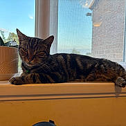 Jeremy joined the competition — help win amazing prizes! cat, tabby_cat, windowsill, plant_pot, indoor, window, sunlight, pet, animal, feline, relaxed, striped, green_bell_collar, home_interior, screen_window, daylight, resting, houseplant, closeup, domestic_cat