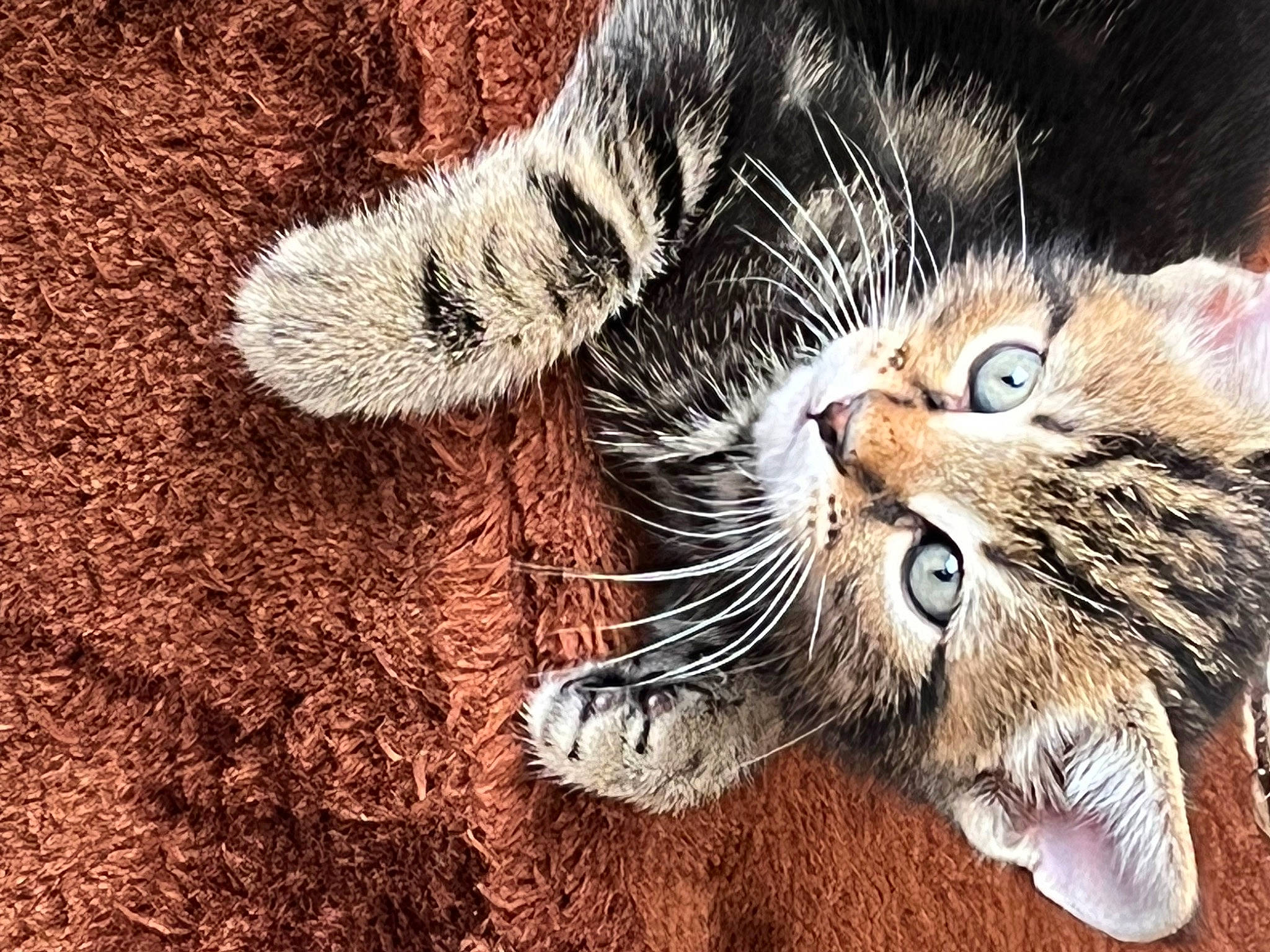 Jeremy joined the competition — help win amazing prizes! carnivore, cat, claw, domestic_short_haired_cat, eye, fang, felidae, foot, fur, grass, nature, organism, paw, photo_caption, small_to_medium_sized_cats, snout, tail, terrestrial_animal, whiskers, wildlife