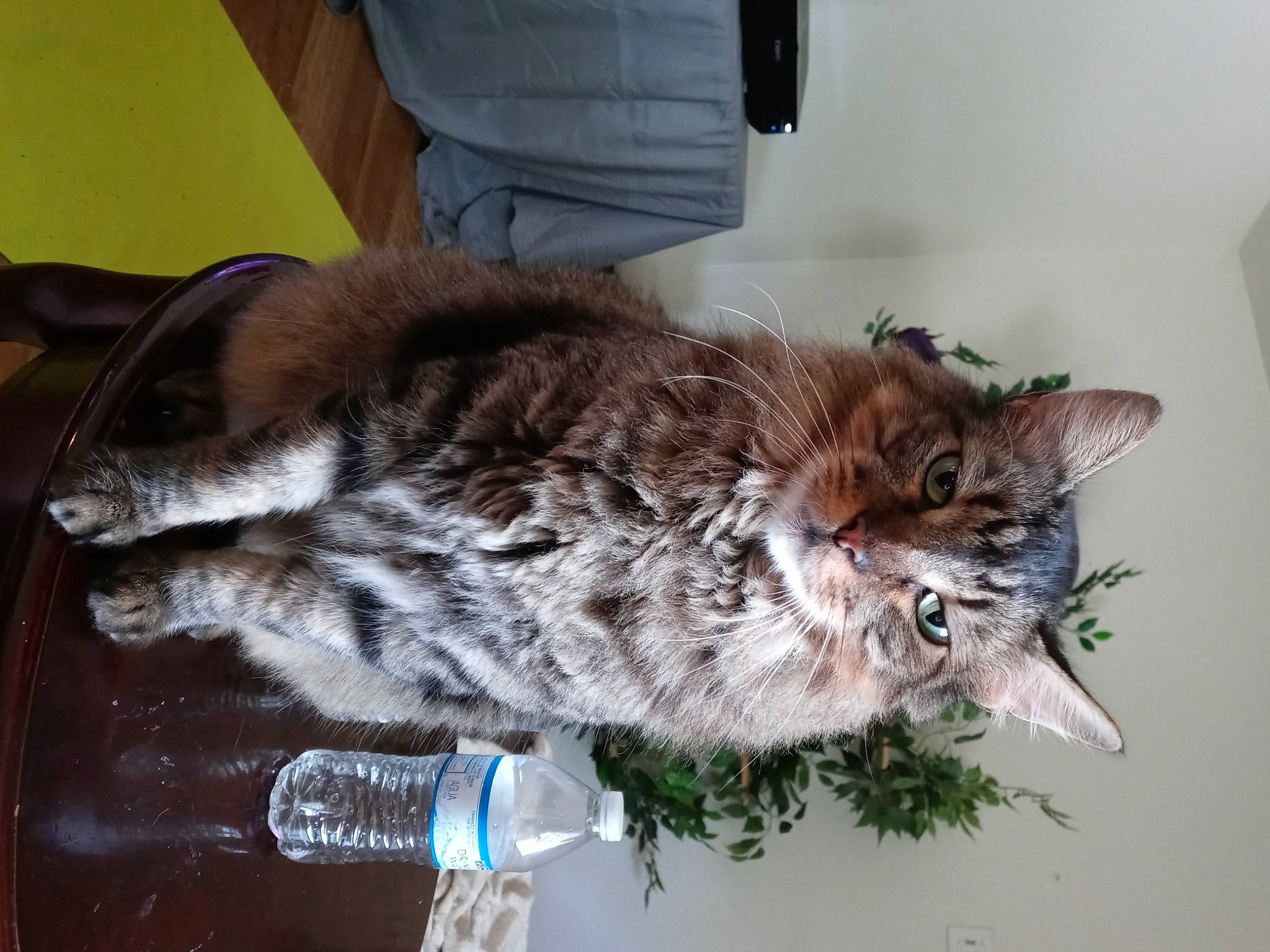 Reginald joined the competition — help win amazing prizes! bottle, carnivore, cat, claw, domestic_short_haired_cat, felidae, fur, paw, small_to_medium_sized_cats, snout, tail, terrestrial_animal, whiskers