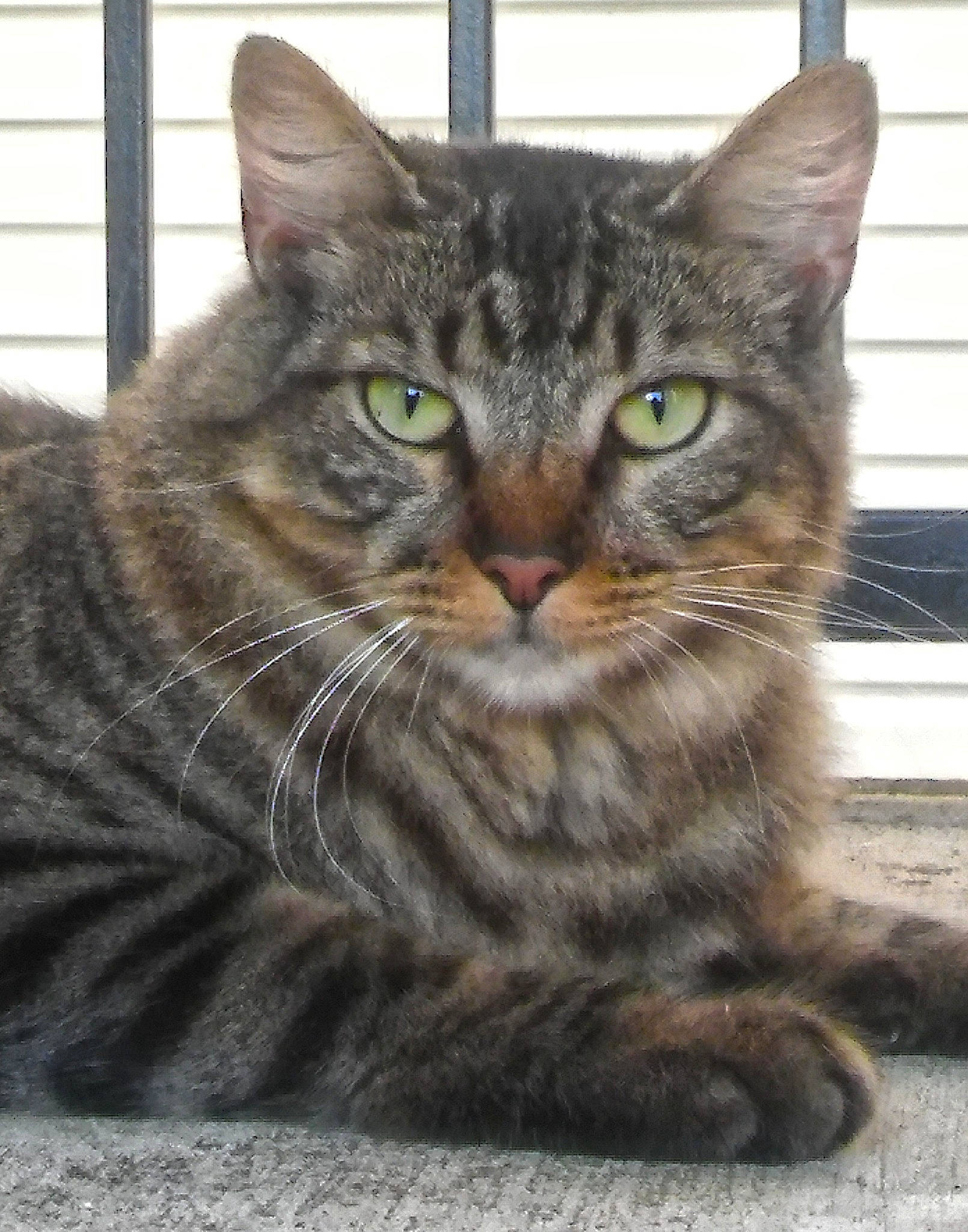 Reginald is registered to the contest to win money with this photo: carnivore, cat, claw, domestic_short_haired_cat, felidae, fur, iris, paw, small_to_medium_sized_cats, snout, tail, terrestrial_animal, whiskers, wildlife, window