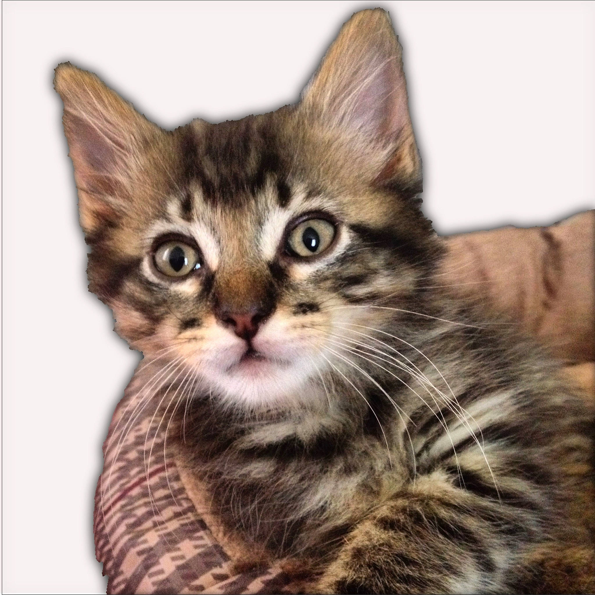 Reginald is registered to the contest to win money with this photo: art, carnivore, cat, domestic_short_haired_cat, felidae, fur, illustration, paint, painting, paw, photo_caption, picture_frame, rectangle, sitting, small_to_medium_sized_cats, snout, square, terrestrial_animal, whiskers, wildlife