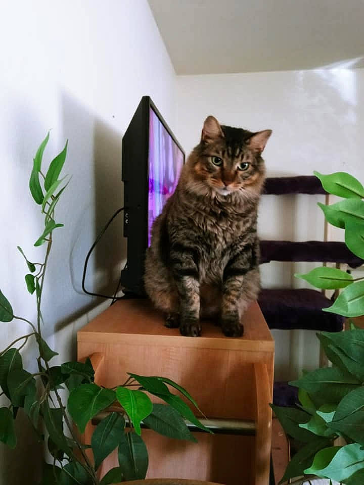 Reginald joined the competition — help win amazing prizes! carnivore, cat, domestic_short_haired_cat, felidae, flowerpot, fur, grass, herb, houseplant, pet_supply, plant, room, small_to_medium_sized_cats, snapshot, tail, tree, vertebrate, whiskers, window, wood