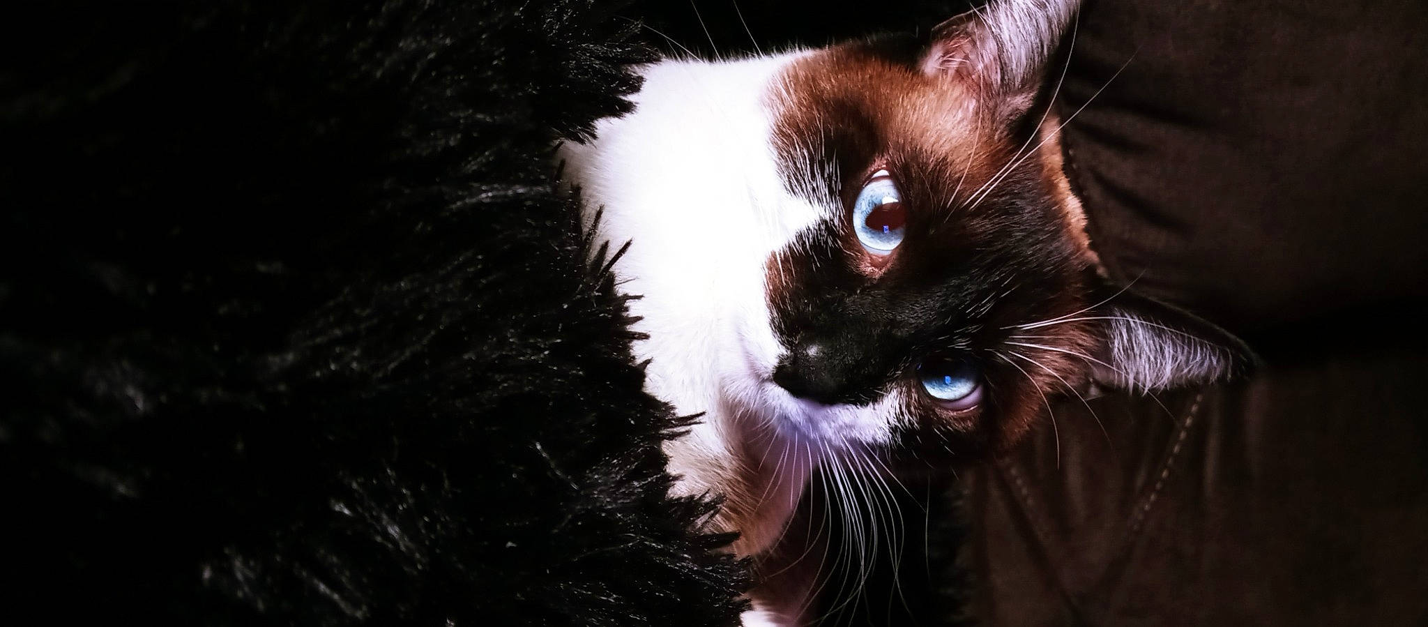 Satoshi is registered to the contest to win money with this photo: carnivore, cat, close_up, darkness, domestic_short_haired_cat, fawn, felidae, flash_photography, fur, grass, macro_photography, night, organism, siamese, small_to_medium_sized_cats, snout, tail, tree, whiskers