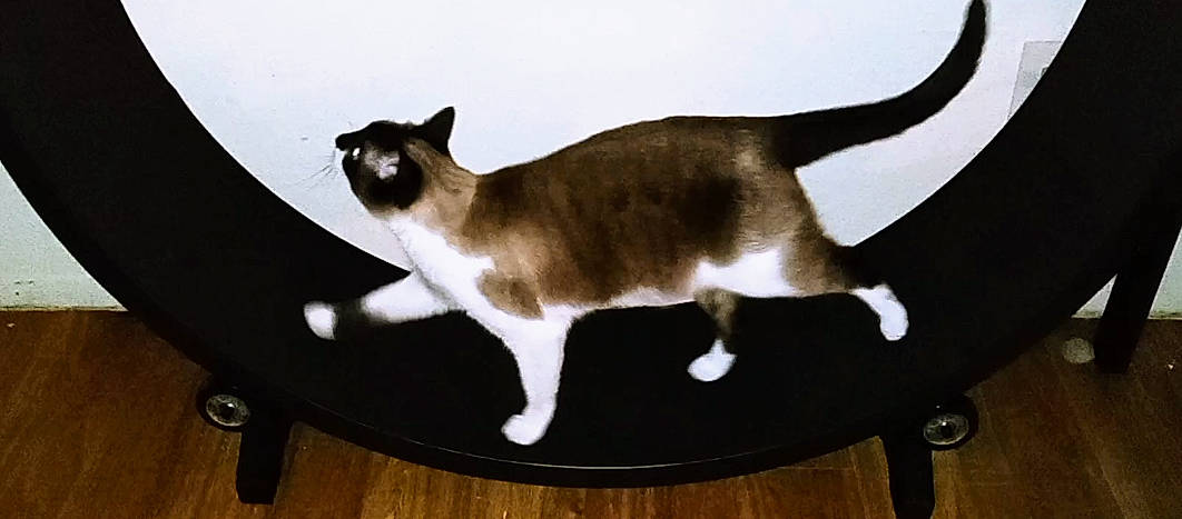 Satoshi is registered to the contest to win money with this photo: balinese, carnivore, cat, chair, domestic_short_haired_cat, fawn, felidae, flooring, fur, hardwood, laminate_flooring, paw, siamese, small_to_medium_sized_cats, table, tail, terrestrial_animal, whiskers, wood, wood_flooring