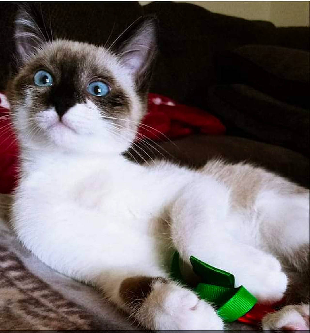 Satoshi is registered to the contest to win money with this photo: balinese, carnivore, cat, cat_supply, claw, comfort, couch, domestic_short_haired_cat, eye, fawn, felidae, fur, linens, paw, pet_supply, small_to_medium_sized_cats, snout, tail, whiskers, window