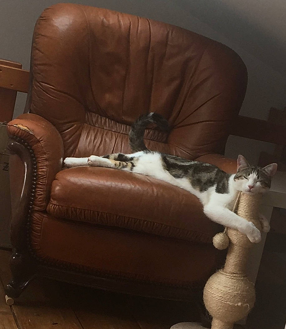 Flash a rejoint le concours — aidez-le/la à gagner de superbes lots ! armrest, brown, building, carnivore, cat, chair, club_chair, comfort, couch, felidae, floor, flooring, furniture, hardwood, interior_design, living_room, small_to_medium_sized_cats, studio_couch, textile, wood