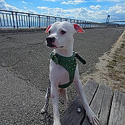 Cowboy joined the competition — help win amazing prizes! dog, white_dog, green_harness, bench, outdoor, sky, clouds, bridge, pavement, leash, daylight, pet, animal, curious, walking_path, wood, nature, canine, sidewalk, sunny