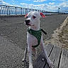 dog, white_dog, green_harness, bench, outdoor, sky, clouds, bridge, pavement, leash, daylight, pet, animal, curious, walking_path, wood, nature, canine, sidewalk, sunny