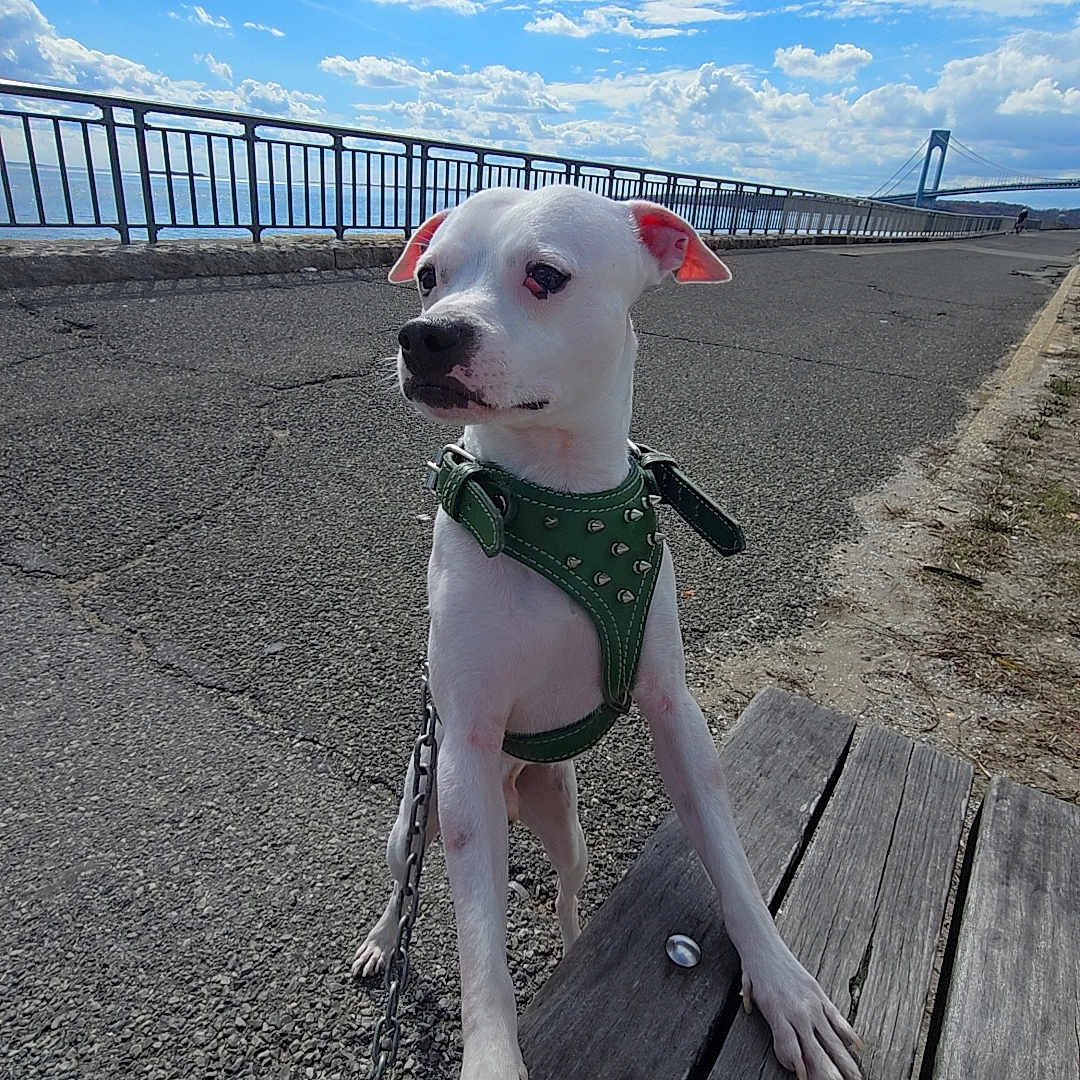 Cowboy joined the competition — help win amazing prizes! dog, white_dog, green_harness, bench, outdoor, sky, clouds, bridge, pavement, leash, daylight, pet, animal, curious, walking_path, wood, nature, canine, sidewalk, sunny