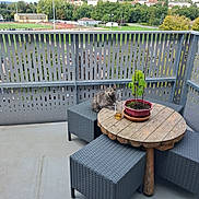 Tigresse participe au concours pour gagner de l'argent avec cette photo : cat, outdoor, balcony, table, plant, bottle, chair, wooden_table, potted_plant, furniture, greenery, urban, daylight, nature, pet, relaxing, leaves, sky, sports_field, railing