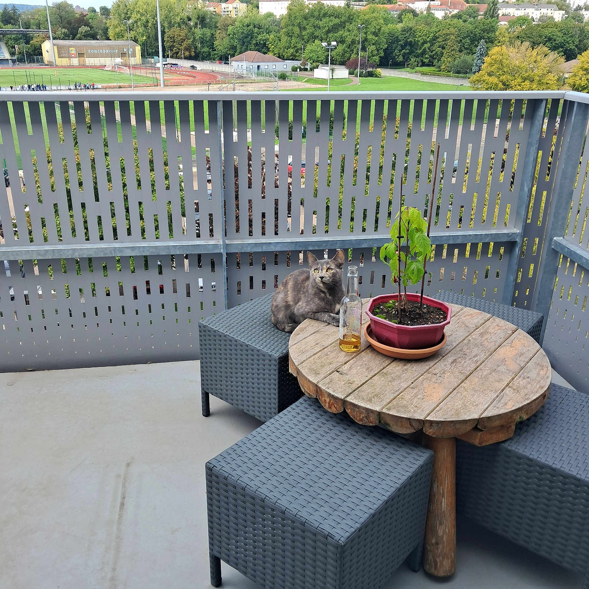 Tigresse participe au concours pour gagner de l'argent avec cette photo : cat, outdoor, balcony, table, plant, bottle, chair, wooden_table, potted_plant, furniture, greenery, urban, daylight, nature, pet, relaxing, leaves, sky, sports_field, railing