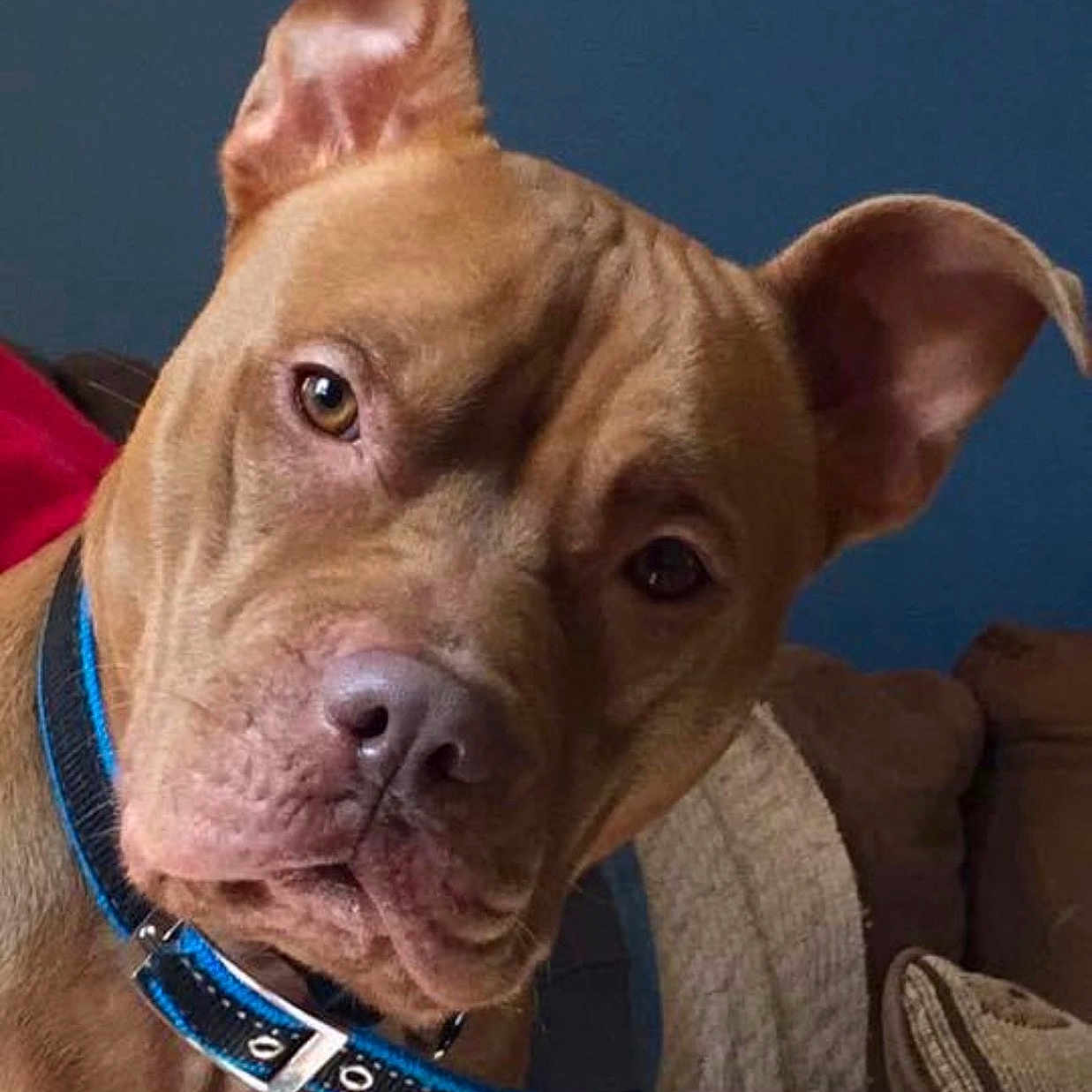Maximous joined the competition — help win amazing prizes! animal, brown_dog, canine, closeup, collar, companion, couch, curious, cushion, dog, domestic_animal, ears, expression, face, furniture, head_tilt, indoor, looking, pet, portrait
