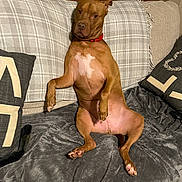 Maximous is registered to the contest to win money with this photo: animal, blanket, brown_dog, canine, comfortable, couch, cozy, dog, domestic, funny_pose, fur, home, indoor, looking_at_camera, pet, pillow, plaid, red_collar, relaxed, sitting