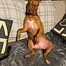 animal, blanket, brown_dog, canine, comfortable, couch, cozy, dog, domestic, funny_pose, fur, home, indoor, looking_at_camera, pet, pillow, plaid, red_collar, relaxed, sitting