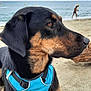 Osiris a rejoint le concours — aidez-le/la à gagner de superbes lots ! dog, beach, sand, ocean, harness, blue, canine, outdoor, pet, animal, water, sky, child, play, summer, vacation, relax, nature, side_profile, brown_black