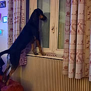 Osiris a rejoint le concours — aidez-le/la à gagner de superbes lots ! dog, window, curtains, radiator, couch, indoor, pet, animal, wooden_floor, furniture, patterned_curtains, looking_out, standing, domestic, home, cozy, brown_couch, black_dog, tan_dog, evening