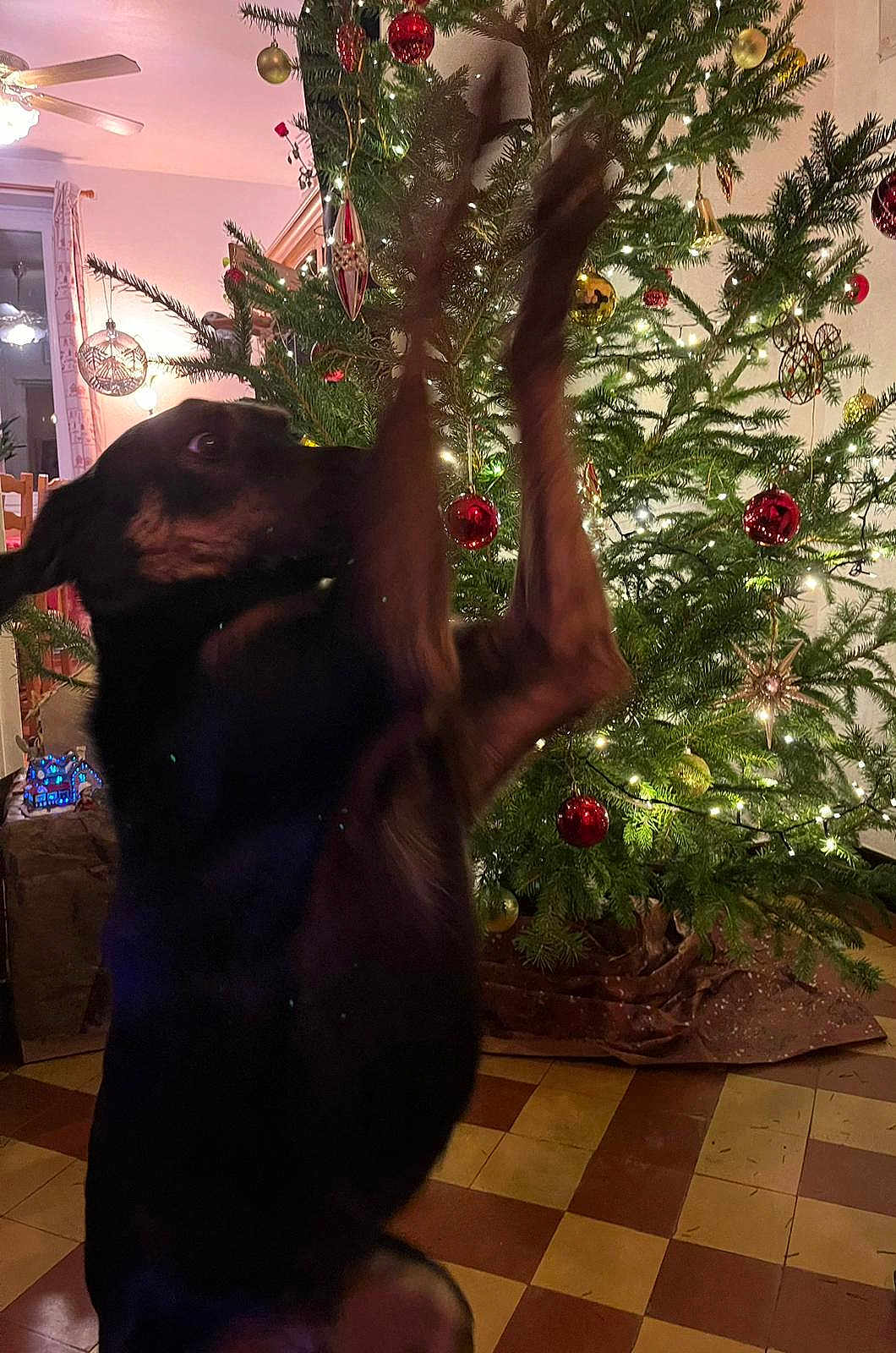 Osiris participe au concours pour gagner de l'argent avec cette photo : dog, christmas_tree, ornaments, lights, indoor, holiday, decorations, motion_blur, floor, furniture, ceiling_fan, window, curtains, playful, pet, animal, festive, celebration, brown_floor, living_room