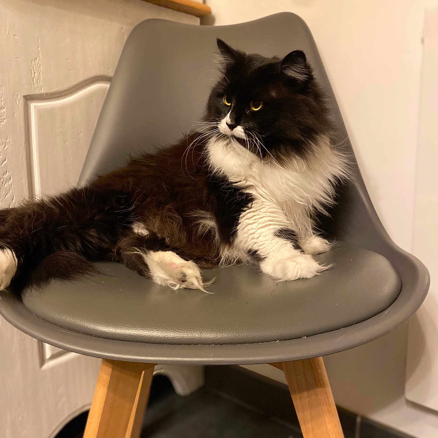 Gustine a rejoint le concours — aidez-le/la à gagner de superbes lots ! animal, black_and_white, books, cat, chair, cozy, domestic, feline, fluffy, golden_eyes, home, indoor, looking_away, modern_furniture, paws, pet, relaxed, shelf, whiskers, wooden_legs