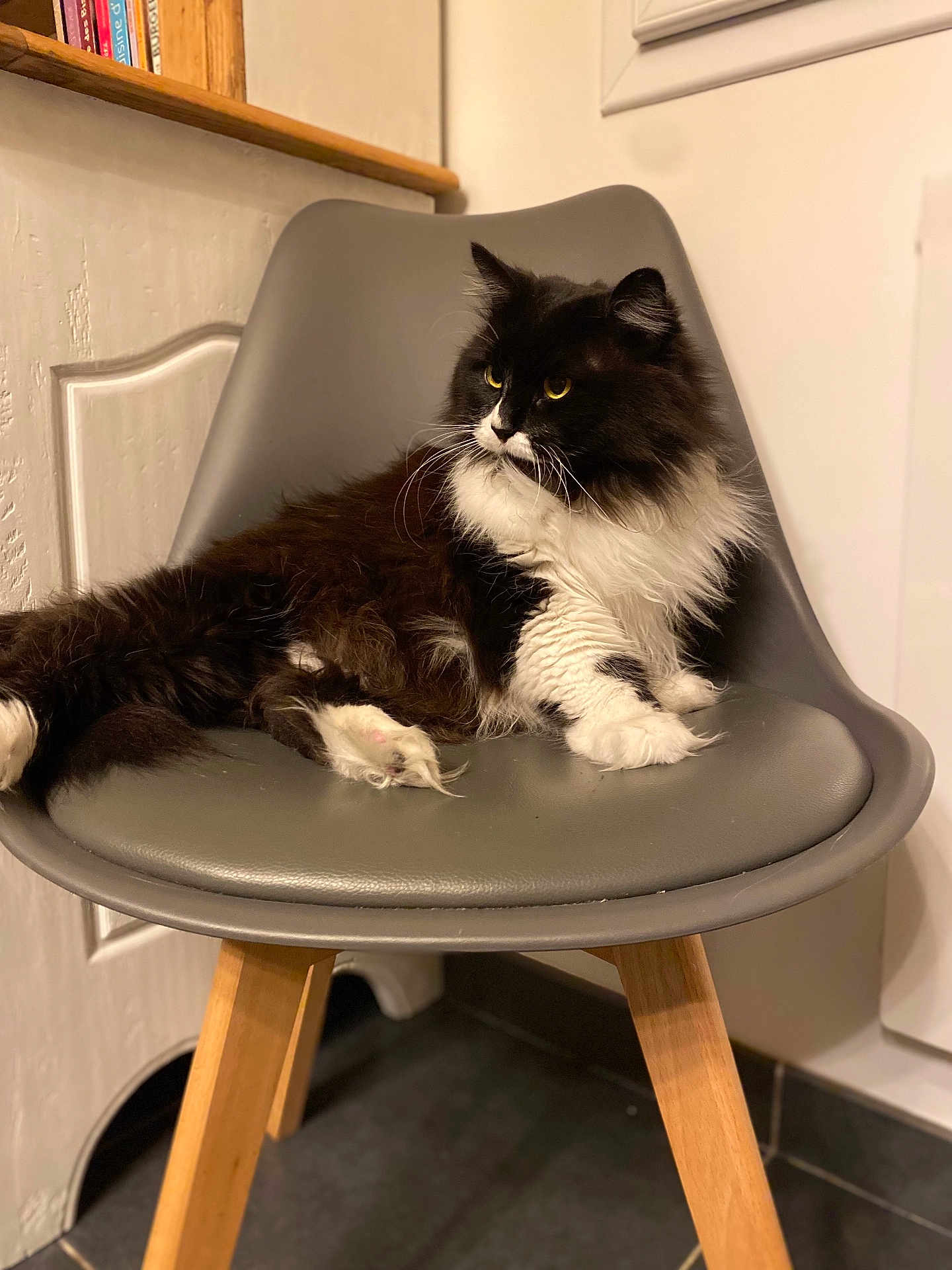 Gustine a rejoint le concours — aidez-le/la à gagner de superbes lots ! cat, black_and_white, fluffy, chair, indoor, wooden_legs, pet, feline, relaxed, looking_away, golden_eyes, modern_furniture, home, shelf, books, cozy, domestic, animal, whiskers, paws