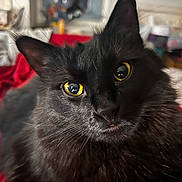 Midnight joined the competition — help win amazing prizes! black_cat, cat, pet, animal, close_up, yellow_eyes, fur, whiskers, bed, blanket, indoor, domestic_cat, cute, feline, portrait, looking_at_camera, soft_light, cozy, relaxed, house