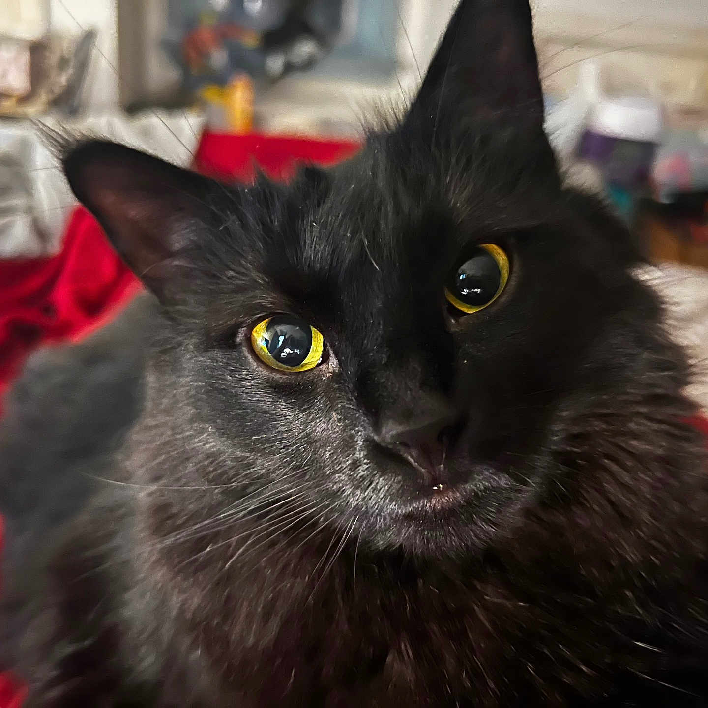 Midnight joined the competition — help win amazing prizes! animal, bed, black_cat, blanket, cat, close_up, cozy, cute, domestic_cat, feline, fur, house, indoor, looking_at_camera, pet, portrait, relaxed, soft_light, whiskers, yellow_eyes