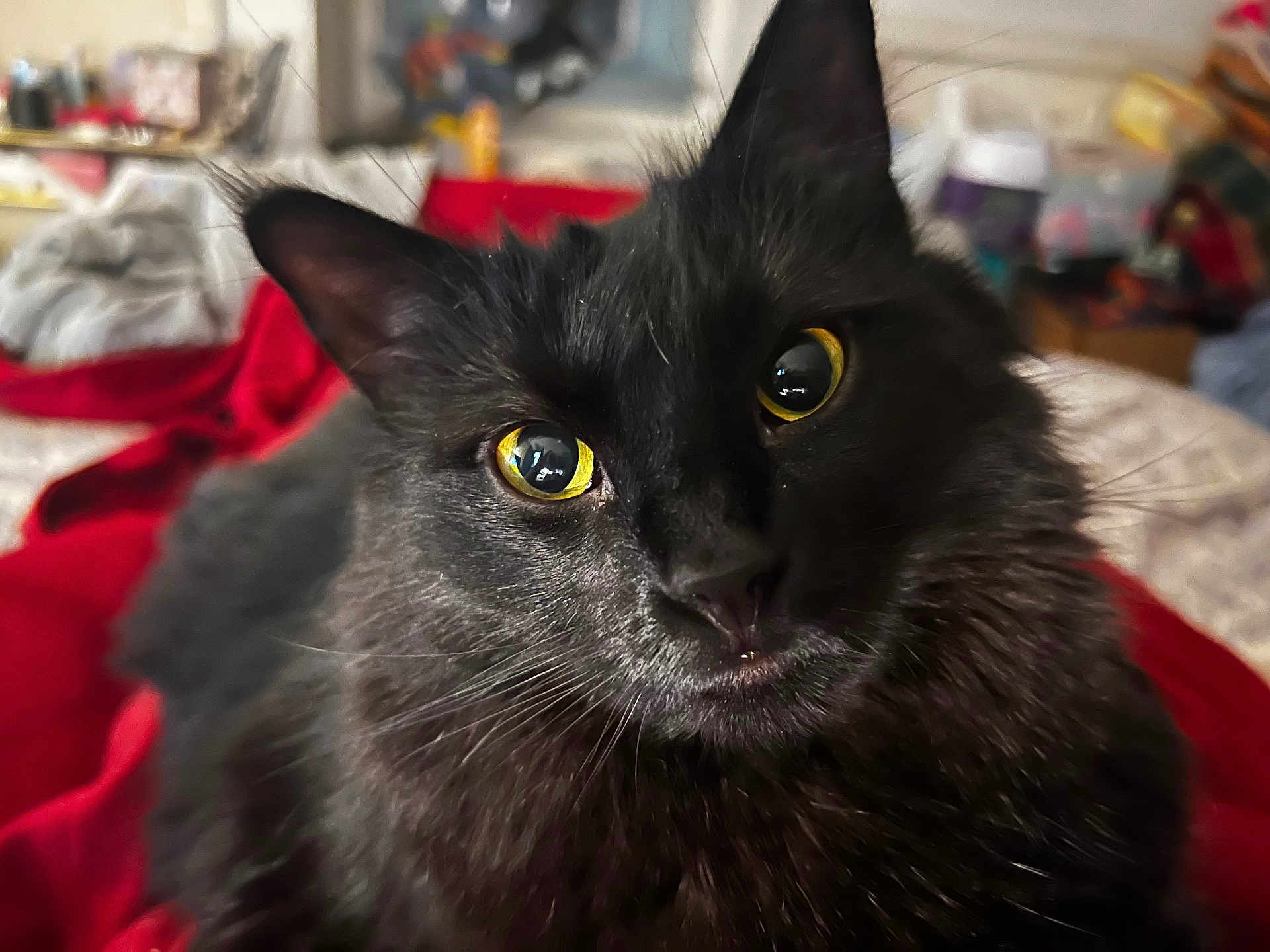 Midnight joined the competition — help win amazing prizes! black_cat, cat, pet, animal, close_up, yellow_eyes, fur, whiskers, bed, blanket, indoor, domestic_cat, cute, feline, portrait, looking_at_camera, soft_light, cozy, relaxed, house