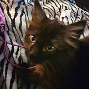 Midnight is registered to the contest to win money with this photo: animal, blanket, blurred, cat, close_up, comfort, cord, cozy, cute, dark_fur, domestic_animal, eyes, feline, fur, indoors, pet, resting, soft_texture, whiskers, zebra_pattern