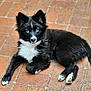 adorable, alert, animal, black_and_white, blue_eyes, canine, companion, cute, dog, domestic_animal, fur, lying_down, outdoor, pet, portrait, puppy, resting, small_dog, tile_floor, young_dog