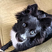 Blue joined the competition — help win amazing prizes! adorable, animal, black_fur, blue_eyes, canine, companion, couch, curious, dog, ears, fluffy, fur, home, indoor, looking_up, mammal, pet, relaxed, snout, white_fur