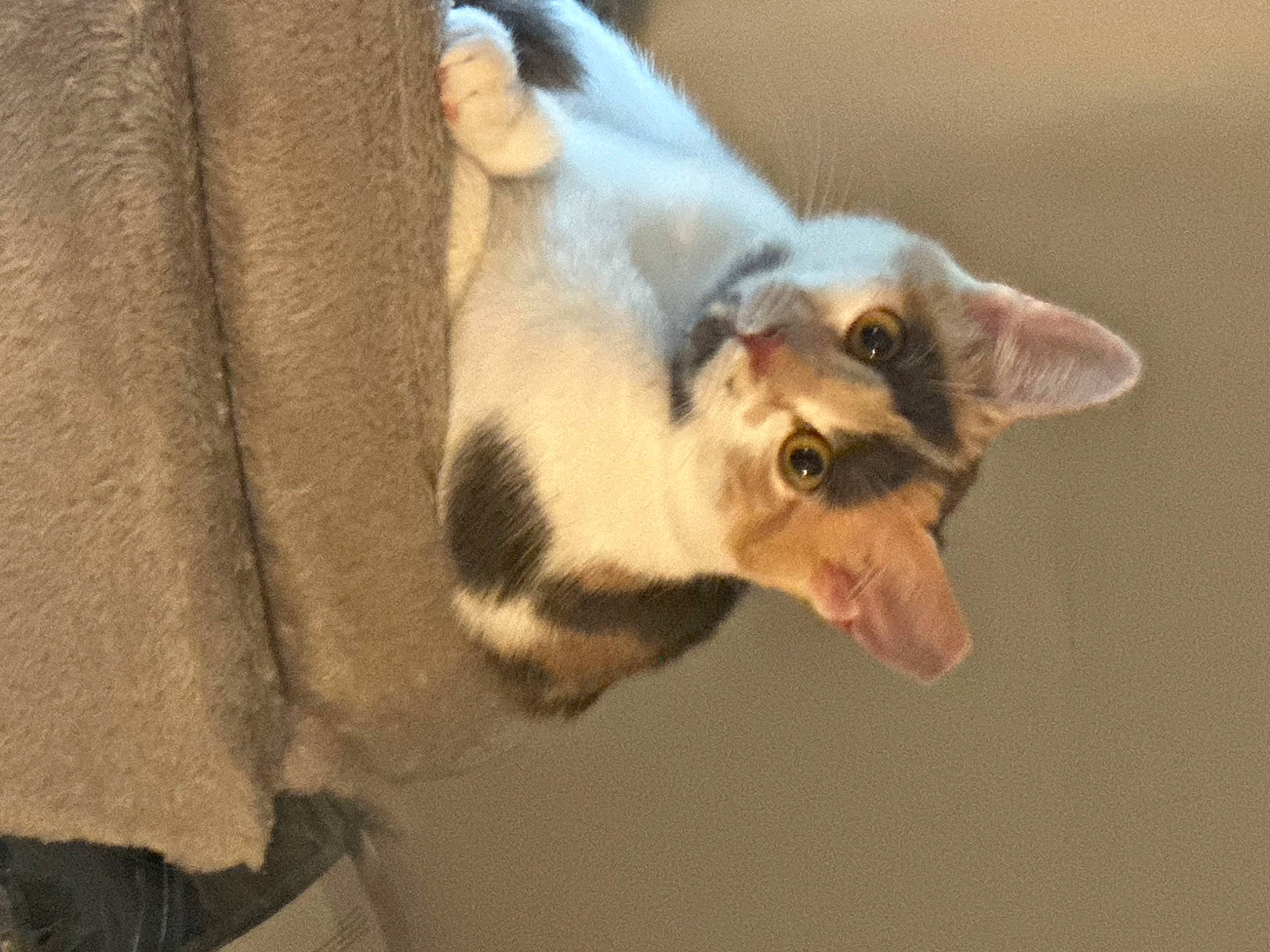 Callie joined the competition — help win amazing prizes! canidae, carnivore, cat, claw, collar, devon_rex, dog_breed, domestic_short_haired_cat, ear, fang, fawn, felidae, fur, paw, small_to_medium_sized_cats, snout, tail, whiskers