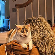 Callie is registered to the contest to win money with this photo: animal, brown, calico_cat, calm, cat, cozy, curly_texture, cushion, domestic, fur, furniture, home, indoor, pet, railing, relaxed, resting, soft_lighting, staircase, throw