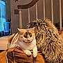 animal, brown, calico_cat, calm, cat, cozy, curly_texture, cushion, domestic, fur, furniture, home, indoor, pet, railing, relaxed, resting, soft_lighting, staircase, throw