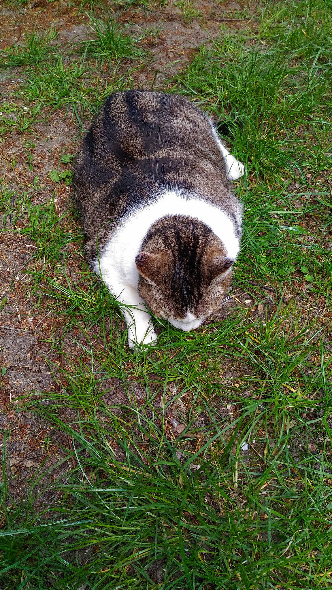 Poupette a rejoint le concours — aidez-le/la à gagner de superbes lots ! carnivore, cat, domestic_short_haired_cat, european_shorthair, felidae, fur, grass, plant, small_to_medium_sized_cats, tail, whiskers