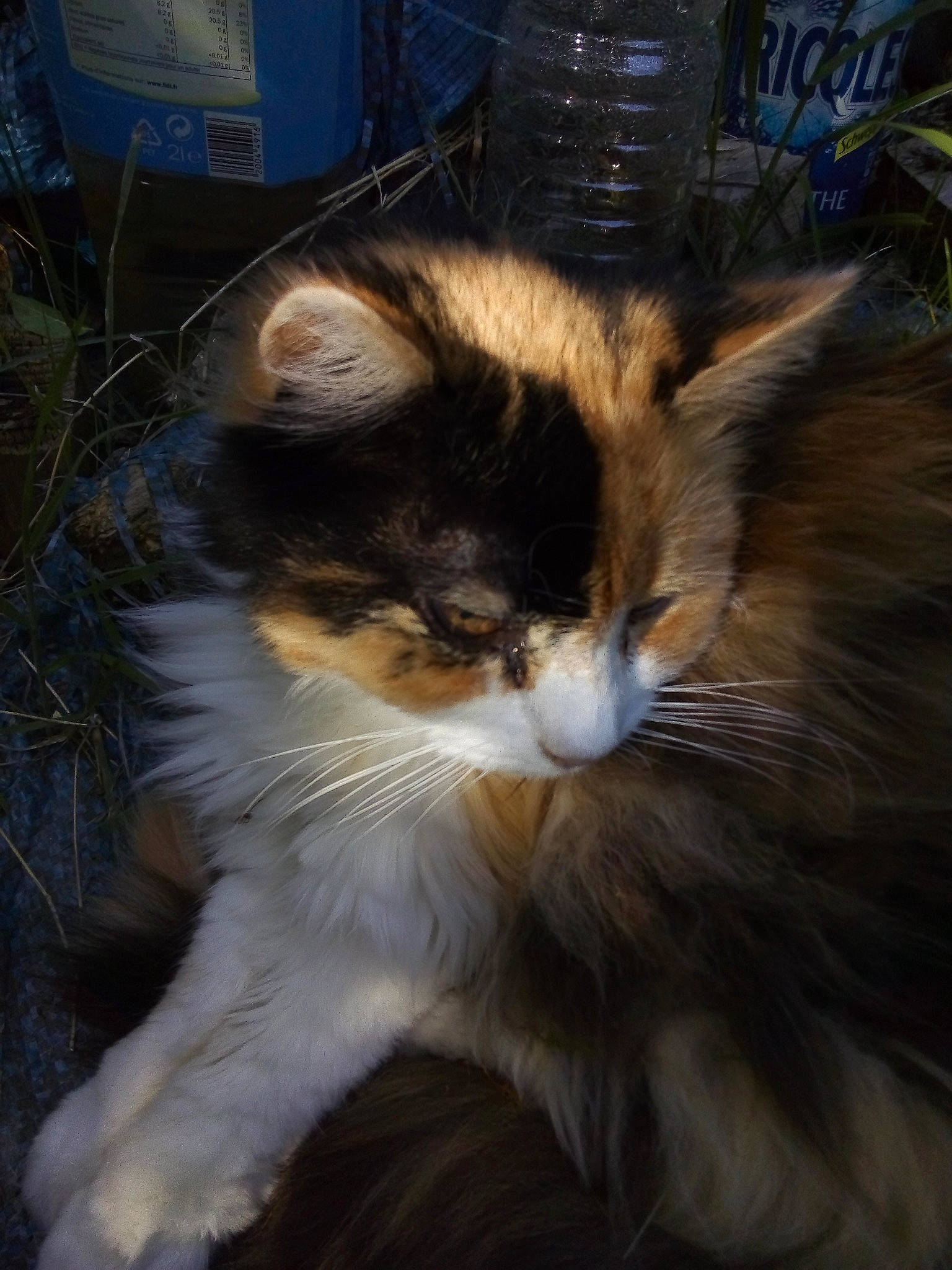 Mirabelle participe au concours pour gagner de l'argent avec cette photo : carnivore, cat, domestic_short_haired_cat, felidae, fur, night, small_to_medium_sized_cats, snout, tail, terrestrial_animal, whiskers, window