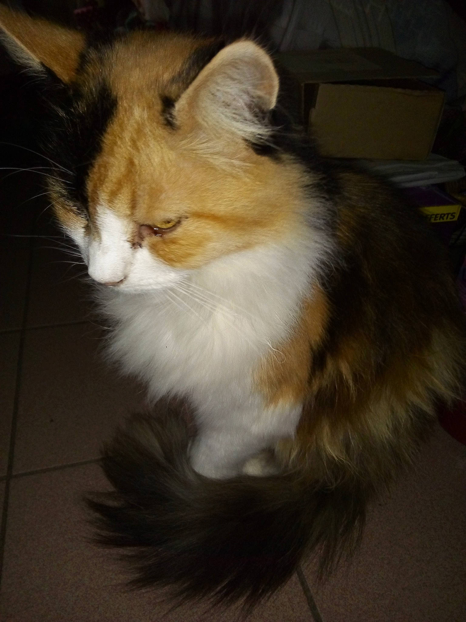 Mirabelle participe au concours pour gagner de l'argent avec cette photo : carnivore, cat, claw, domestic_short_haired_cat, fawn, felidae, flooring, fur, hardwood, paw, small_to_medium_sized_cats, snout, tail, terrestrial_animal, tree, whiskers, wood