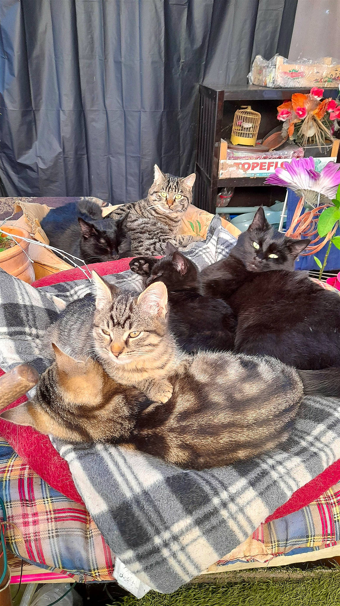 Princesse participe au concours pour gagner de l'argent avec cette photo : carnivore, cat, comfort, curtain, domestic_short_haired_cat, felidae, fur, grey, linens, nap, pattern, paw, plaid, small_to_medium_sized_cats, tail, tartan, tree, whiskers