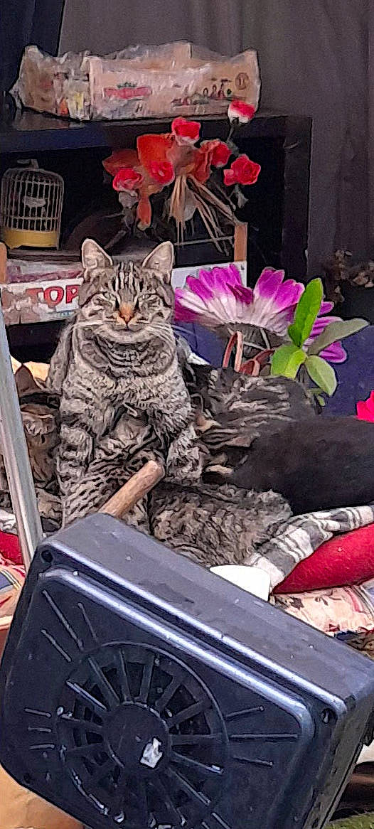 Princesse participe au concours pour gagner de l'argent avec cette photo : automotive_exterior, carnivore, cat, domestic_short_haired_cat, felidae, flower, fur, herbaceous_plant, hood, magenta, mammal, motor_vehicle, pattern, petal, pink, plant, purple, small_to_medium_sized_cats, vehicle_door, whiskers