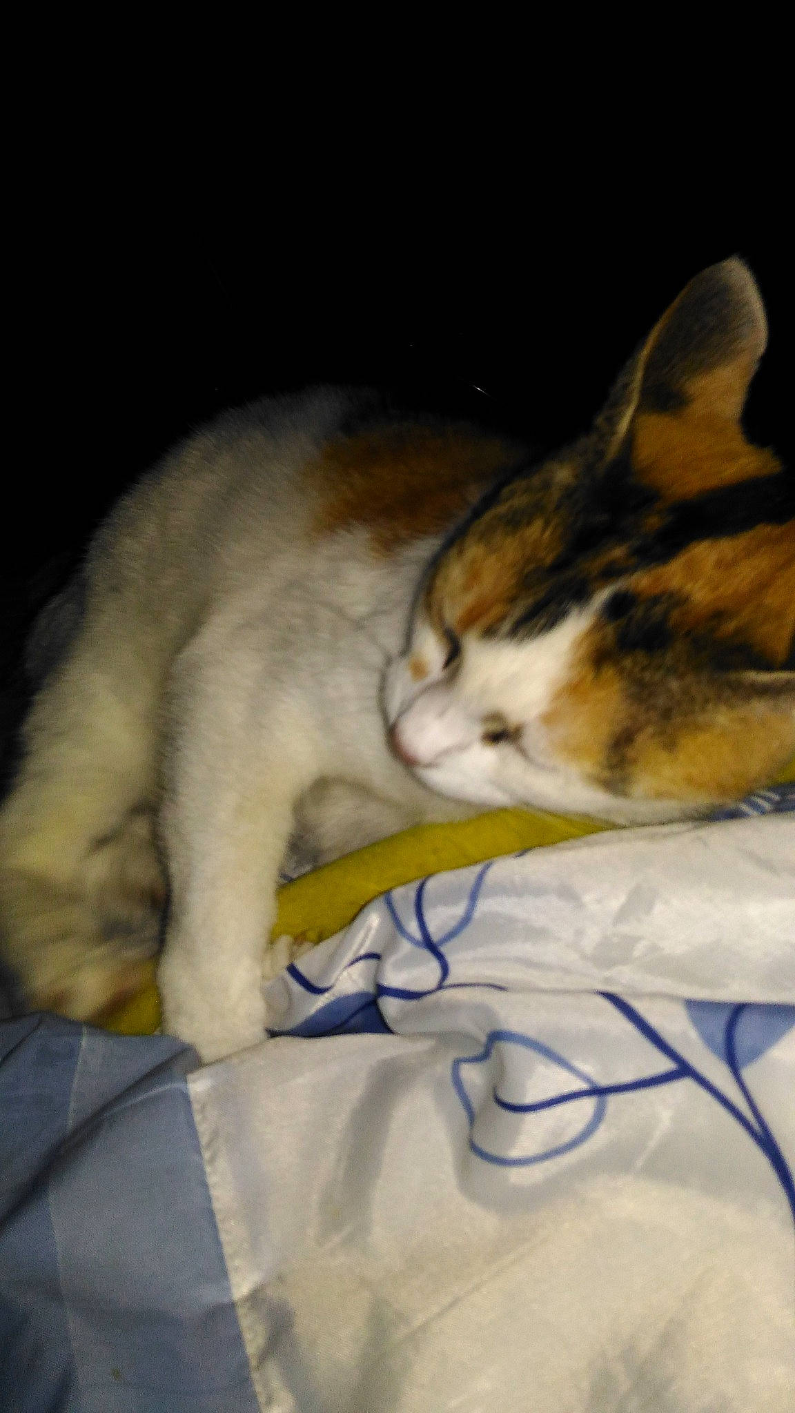 Cesesse participe au concours pour gagner de l'argent avec cette photo : aegean_cat, american_wirehair, carnivore, cat, domestic_short_haired_cat, ear, european_shorthair, fawn, felidae, fur, kitten, nap, sleep, small_to_medium_sized_cats, snout, whiskers