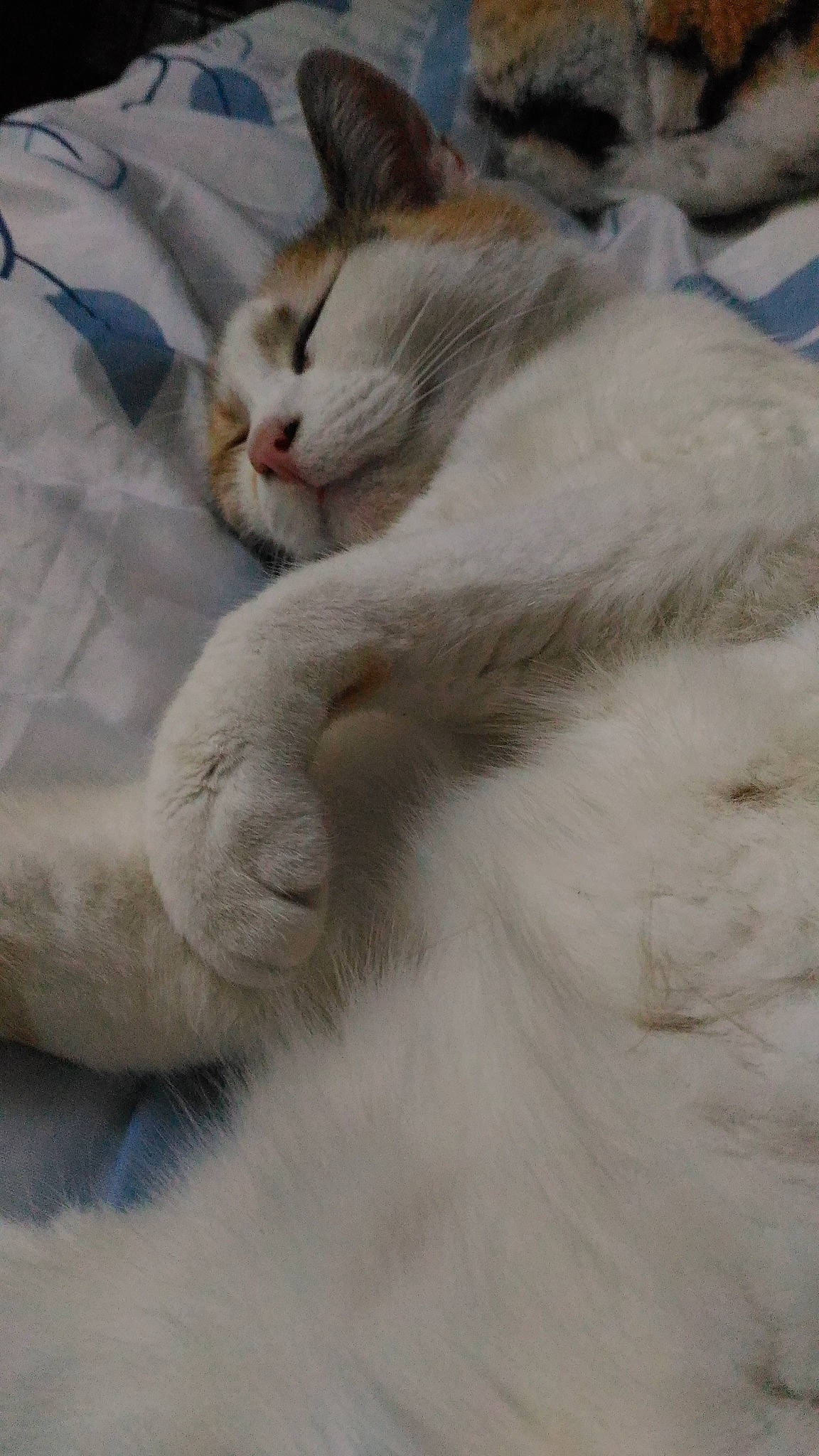 Cesesse participe au concours pour gagner de l'argent avec cette photo : aegean_cat, burmilla, carnivore, cat, fawn, felidae, fur, kitten, nap, nose, ojos_azules, paw, ragdoll, sleep, small_to_medium_sized_cats, snout, turkish_angora, turkish_van, whiskers