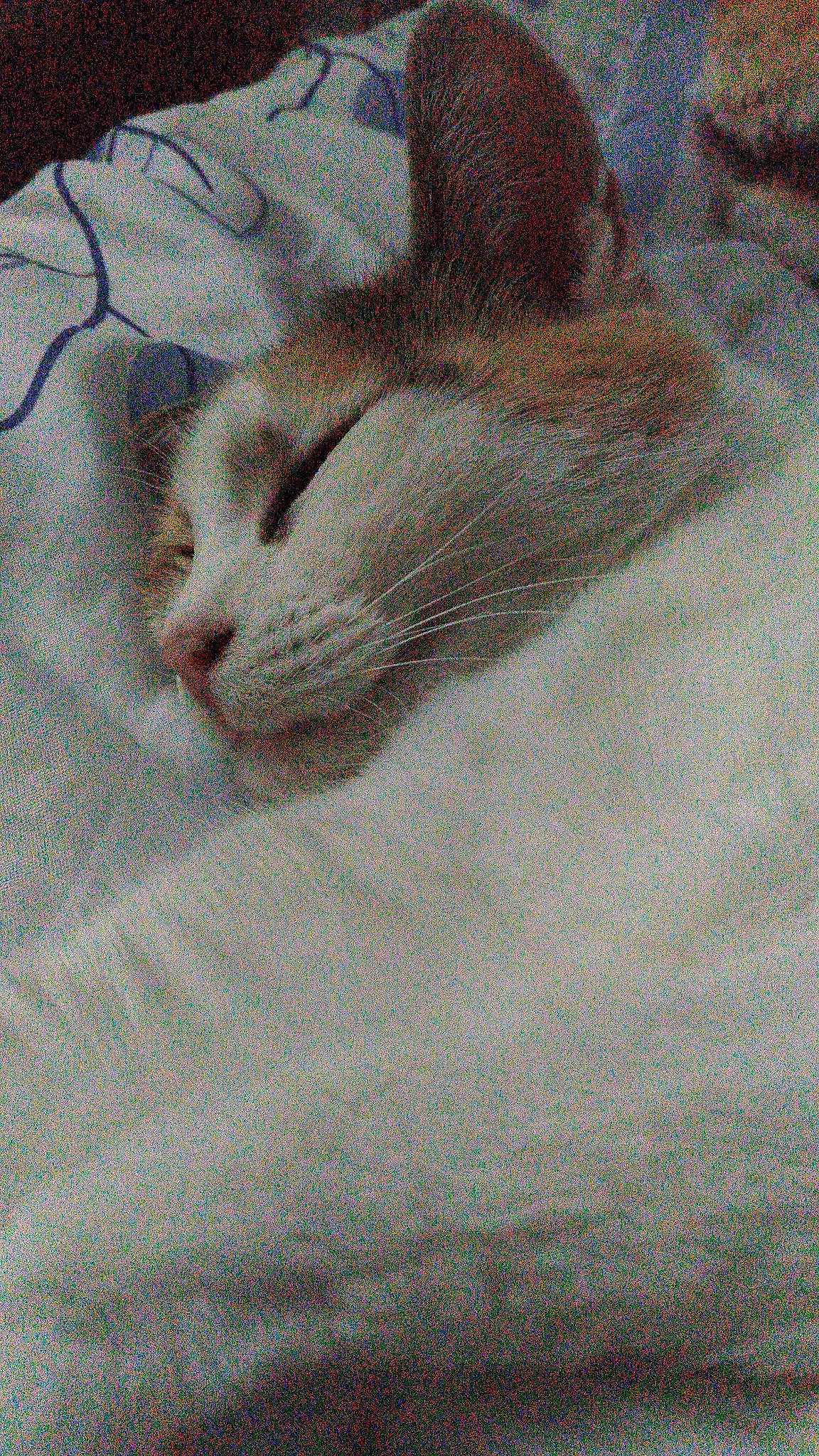 Cesesse participe au concours pour gagner de l'argent avec cette photo : aegean_cat, carnivore, cat, european_shorthair, felidae, small_to_medium_sized_cats, whiskers