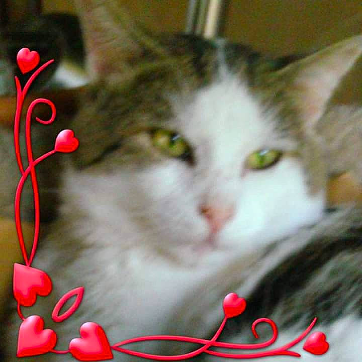 Mes Petits Coeur a rejoint le concours — aidez-le/la à gagner de superbes lots ! carnivore, cat, collar, domestic_short_haired_cat, felidae, font, fur, holiday, pattern, paw, photo_caption, small_to_medium_sized_cats, snout, tail, whiskers