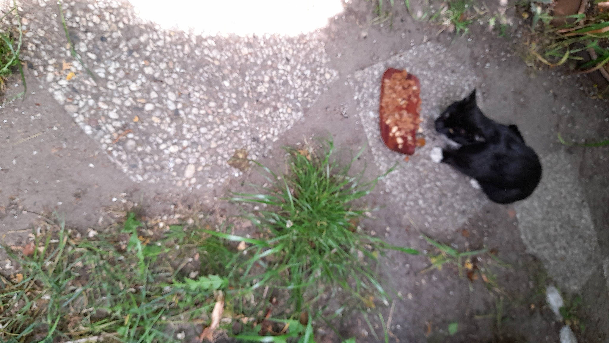 Calinou participe au concours pour gagner de l'argent avec cette photo : asphalt, concrete, curb, grass, groundcover, herbaceous_plant, plant, road, road_surface, sidewalk, soil, tail, tar, terrestrial_animal, terrestrial_plant, tree, water