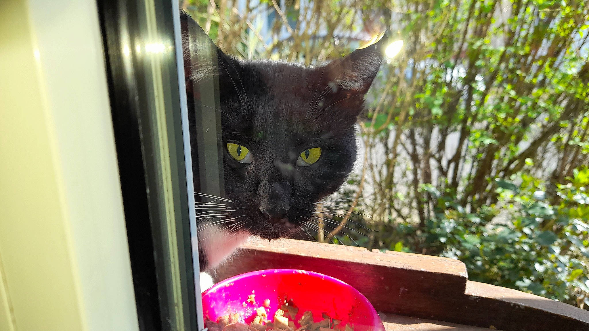 Calinou participe au concours pour gagner de l'argent avec cette photo : animal_shelter, black_cat, bombay, carnivore, cat, cat_supply, domestic_short_haired_cat, felidae, fur, grass, mammal, pet_food, pet_supply, plant, small_to_medium_sized_cats, snout, terrestrial_animal, tree, whiskers, window