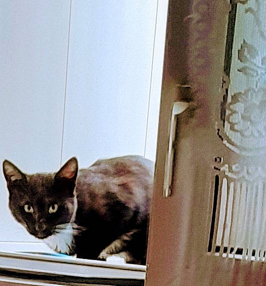 Calinou a rejoint le concours — aidez-le/la à gagner de superbes lots ! box, brown, cardboard, carnivore, cat, cat_supply, domestic_short_haired_cat, felidae, fur, paper, paper_product, paw, pet_supply, rectangle, small_to_medium_sized_cats, snout, tail, whiskers, window, wood