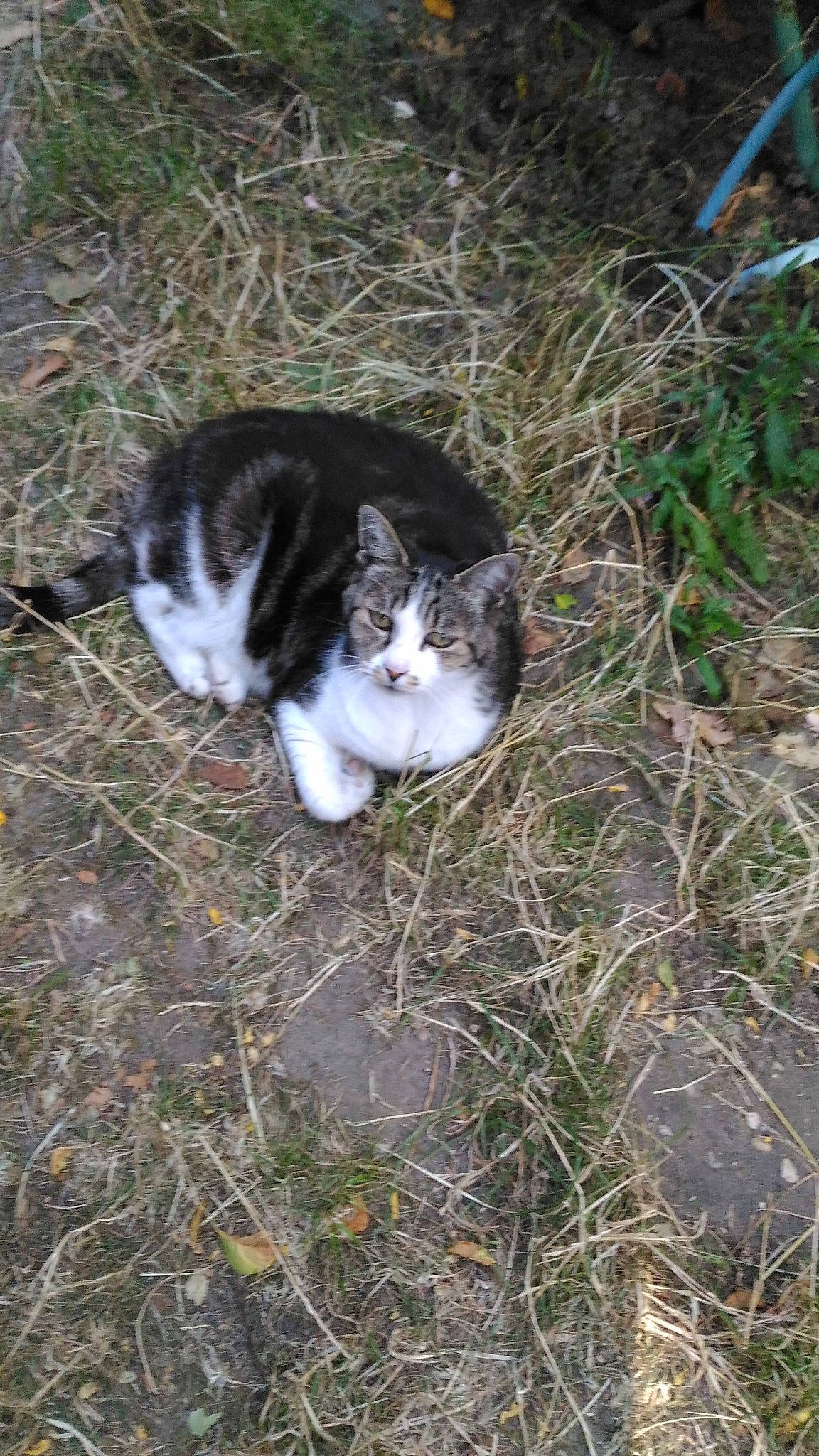 Bicounet a rejoint le concours — aidez-le/la à gagner de superbes lots ! carnivore, cat, domestic_short_haired_cat, eye, fawn, felidae, fur, grass, grass_family, groundcover, paw, plant, small_to_medium_sized_cats, snout, soil, tail, terrestrial_animal, tree, whiskers, wood