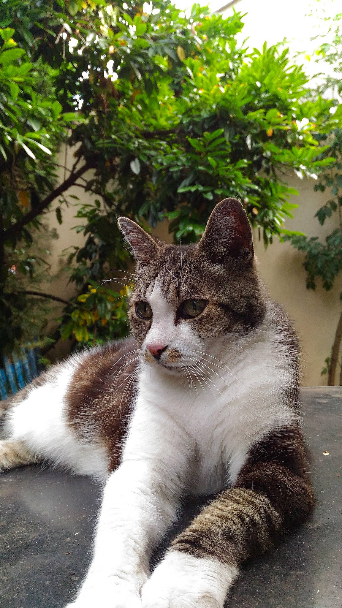 Bicounet participe au concours pour gagner de l'argent avec cette photo : aegean_cat, american_wirehair, carnivore, cat, domestic_short_haired_cat, european_shorthair, felidae, mammal, plant, polydactyl_cat, small_to_medium_sized_cats, tabby_cat, tree, whiskers