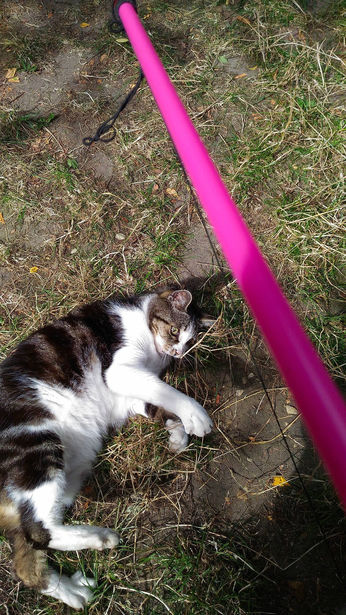 Bicounet a rejoint le concours — aidez-le/la à gagner de superbes lots ! carnivore, cat, domestic_short_haired_cat, fawn, felidae, fur, grass, human_leg, paw, plant, sitting, small_to_medium_sized_cats, snout, soil, sporting_group, tail, terrestrial_animal, tree, whiskers, wildlife